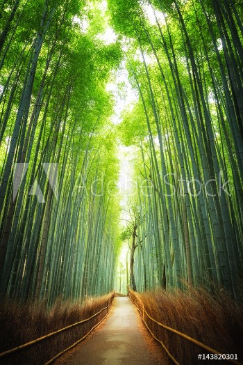 Picture of Pathway through the bamboo grove Kyoto